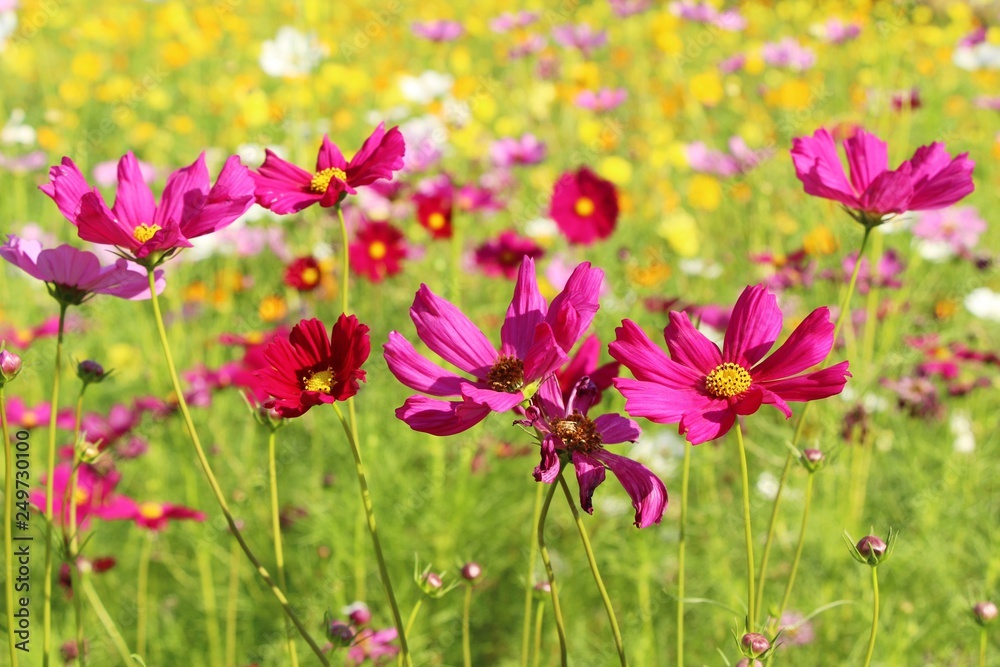 Beautiful cosmos colorful flowers in the garden Beautiful cosmos colorful flowers in the garden