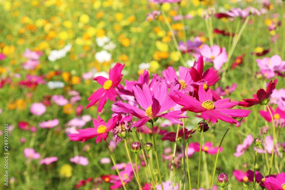 Beautiful cosmos colorful flowers in the garden Beautiful cosmos colorful flowers in the garden