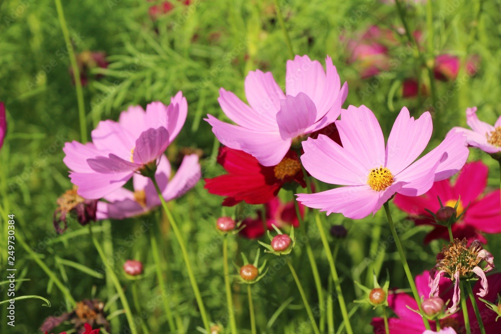 Beautiful cosmos colorful flowers in the garden Beautiful cosmos colorful flowers in the garden