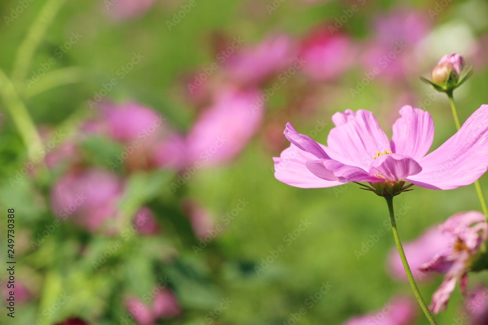 Beautiful cosmos colorful flowers in the garden Beautiful cosmos colorful flowers in the garden