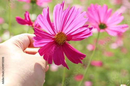 Beautiful cosmos colorful flowers in the garden