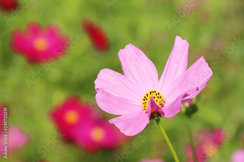 Beautiful cosmos colorful flowers in the garden