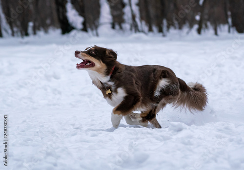 Fototapeta Naklejka Na Ścianę i Meble -  dog breed australian shepherd catches a disc in the snow