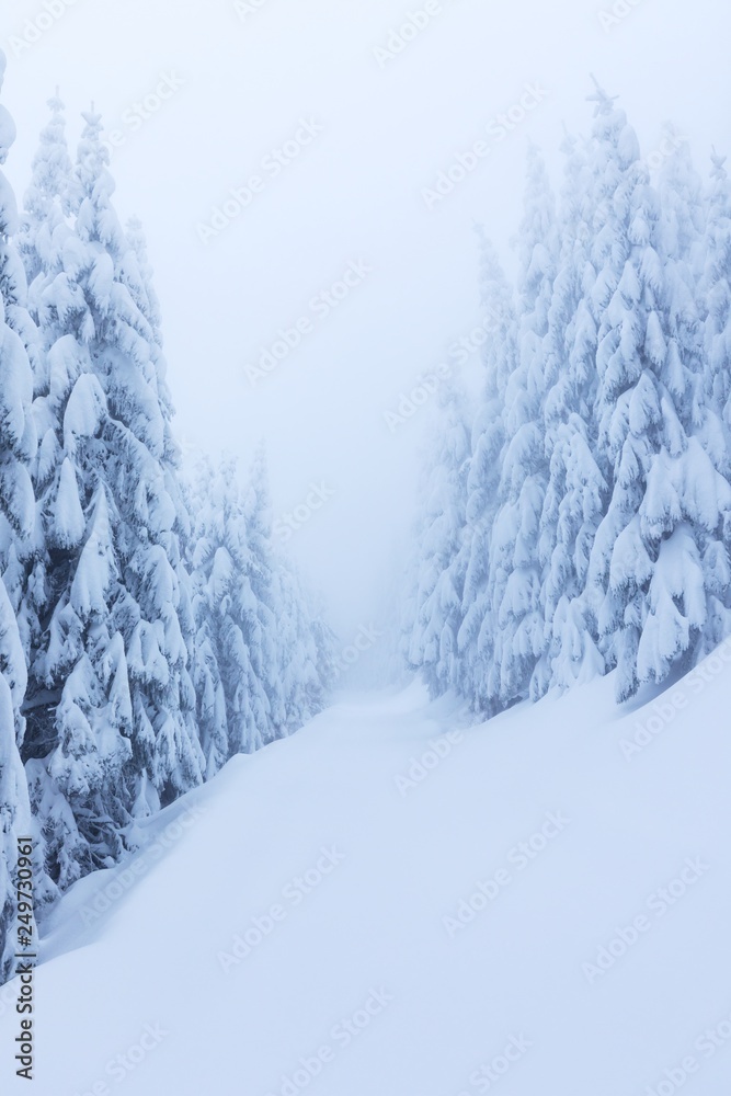 Fototapeta premium Winter snow forest. Snow lies on the branches of trees. Frosty snowy weather. Beautiful winter forest landscape fantasy forest with snow falling in winter Winter foggy forest scene. Christmas time