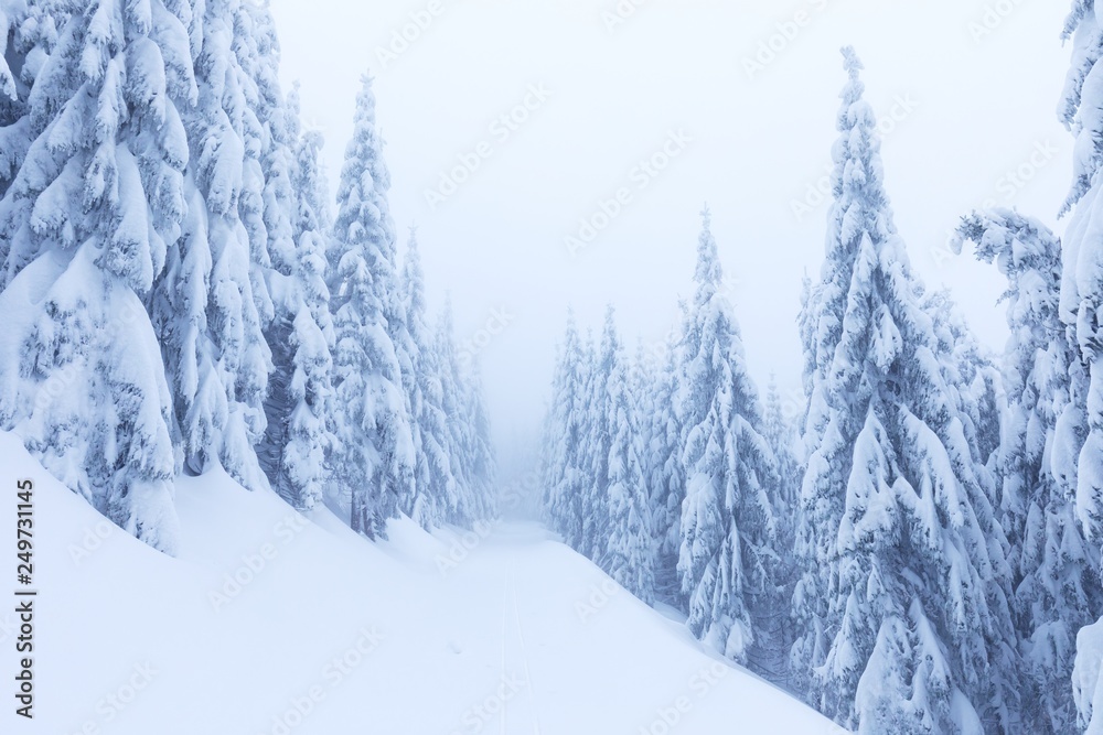 Winter snow forest. Snow lies on the branches of trees. Frosty snowy  weather. Beautiful winter forest landscape fantasy forest with snow falling  in winter Winter foggy forest scene. Christmas time Stock Photo |
