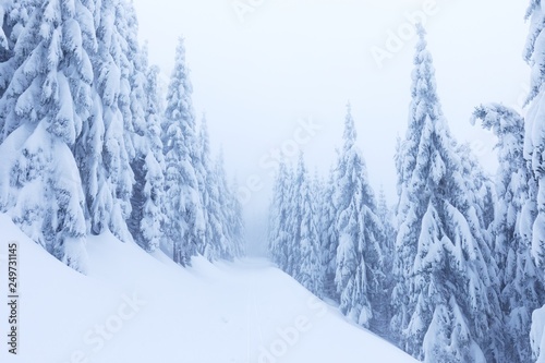 Winter snow forest. Snow lies on the branches of trees. Frosty snowy weather. Beautiful winter forest landscape fantasy forest with snow falling in winter Winter foggy forest scene. Christmas time