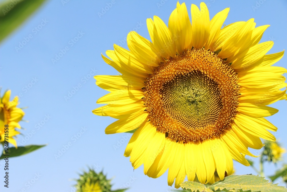 Sunflowers field at beautiful in the garden Sunflowers field at beautiful in the garden