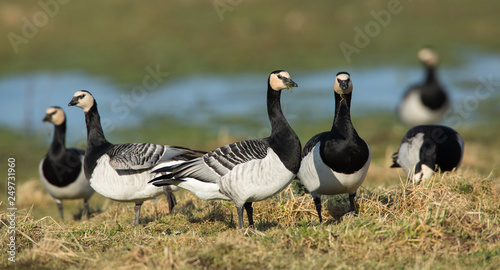 Barnacle Geese (Branta leucopsis) on Grassland in Scotland