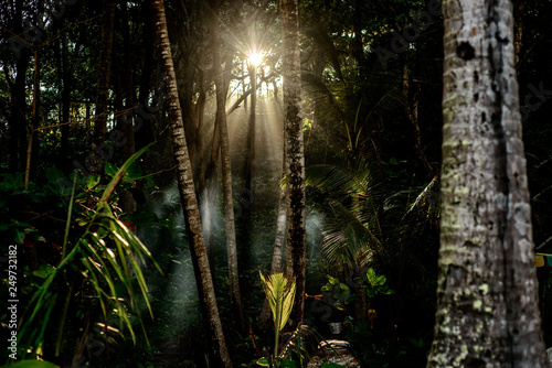 Fototapeta Naklejka Na Ścianę i Meble -   amazing dawn in Bali's Jungle.
