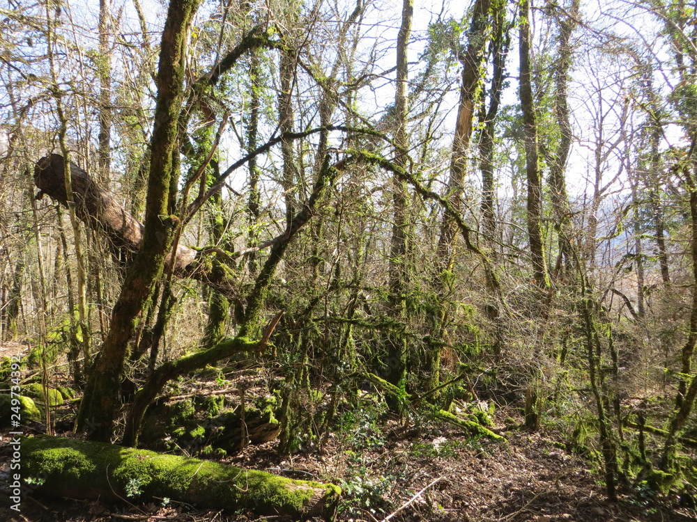 Trees painted green because of winter in the heart of the Trees painted green because of winter in the heart of the