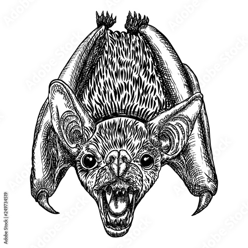 Bat drawing upside down. Gothic illustration of monsters for the Halloween. Witchcraft magic, occult attributes decorative elements. Drawing of night creatures. Flying aggressive vampire. Vector.