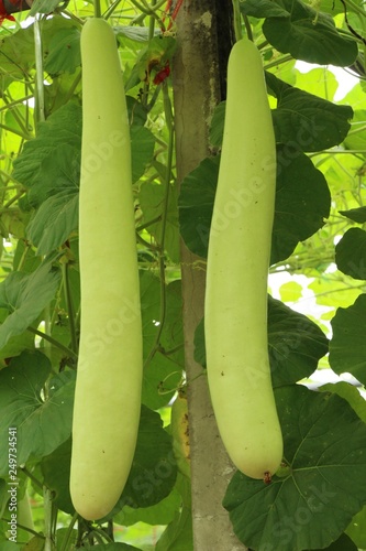 Winter melon with nature in the garden