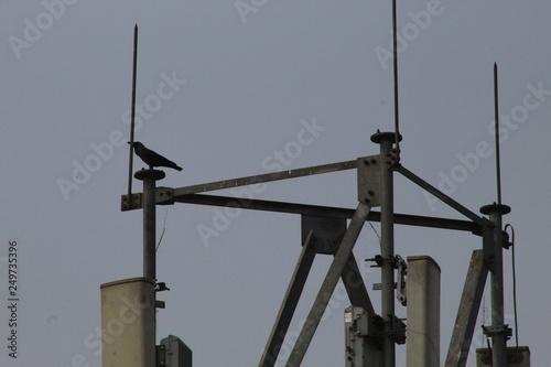 Crow sitting on the mobile tower