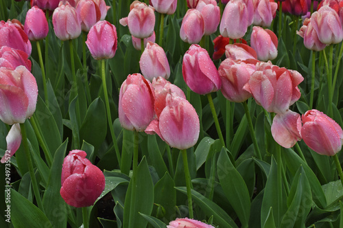 Colorful tulips in spring