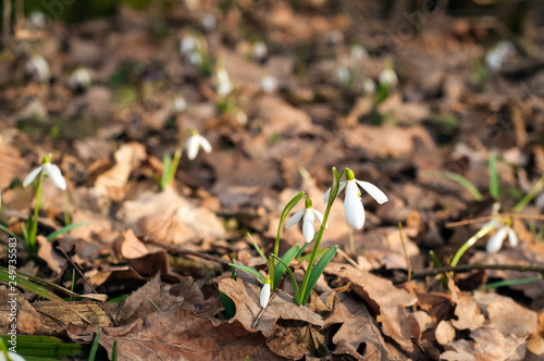 White fresh snowdrops bloom in the forest in spring. Tender spring flowers snowdrops harbingers of warming symbolize the arrival of spring.