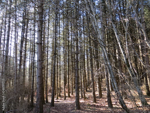 Naked trees in the heart of the forest during the winter