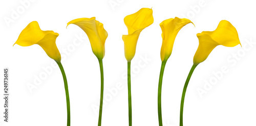 Slika na platnu Beautiful yellow flower