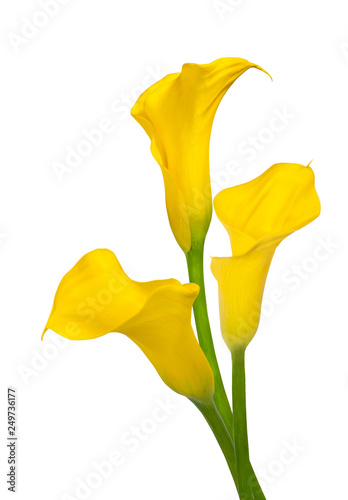 Trio of yellow calla