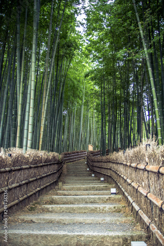 Bamboo grove in Kyoto