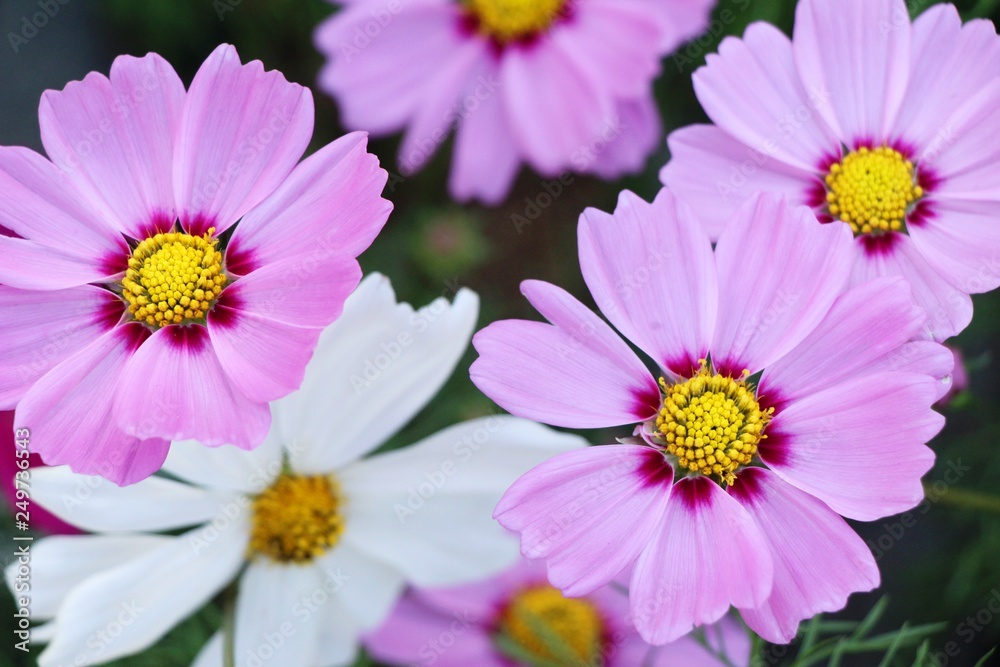 Beautiful cosmos colorful flowers in the garden Beautiful cosmos colorful flowers in the garden