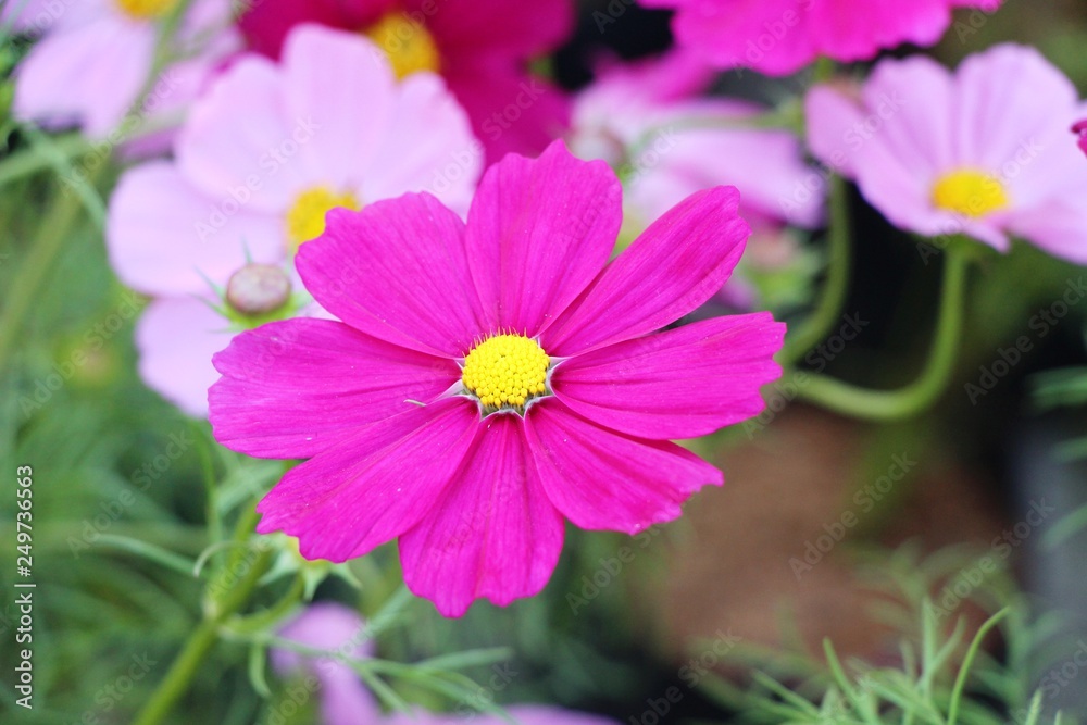 Beautiful cosmos colorful flowers in the garden Beautiful cosmos colorful flowers in the garden