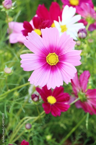 Beautiful cosmos colorful flowers in the garden