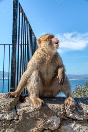 The famous apes of Gibraltar are one of the attractions of the rock © juanorihuela
