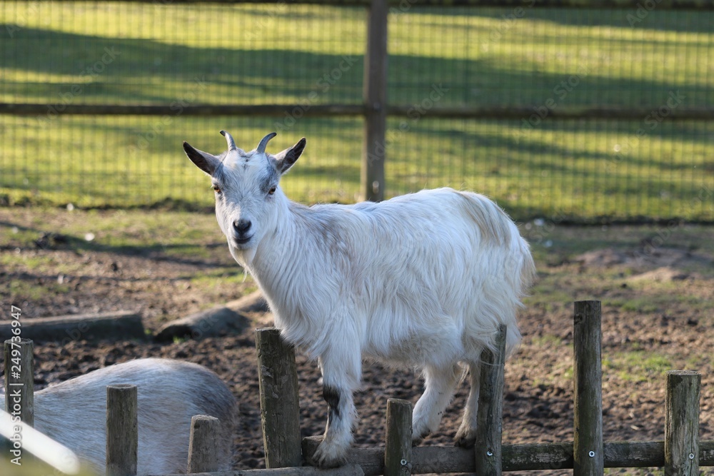 Obraz premium Chèvre