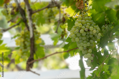 grapes in front of blurry font