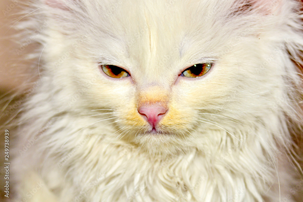 Portrait of a little white fluffy cat, close-up. Portrait of a little white fluffy cat, close-up.