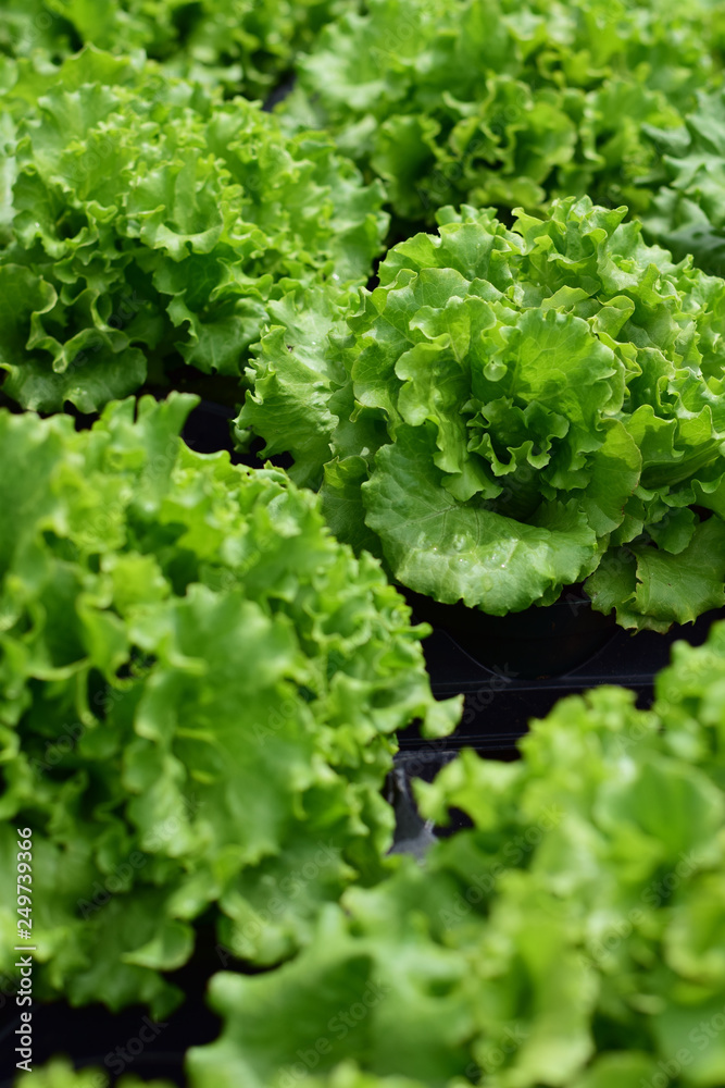 healthy eating green romaine healthy eating green romaine
