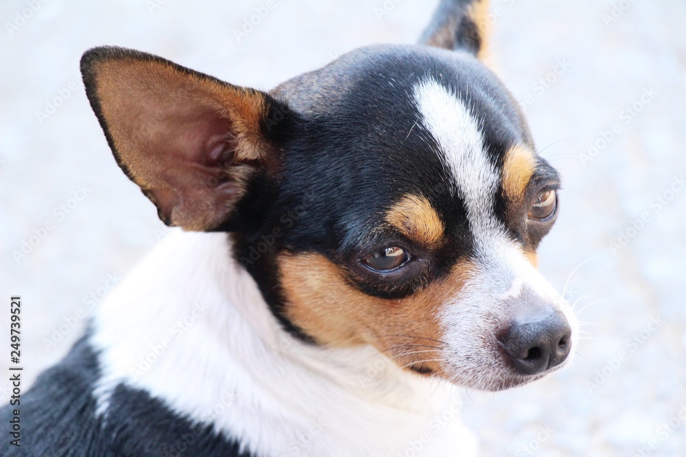 chihuahua puppy is staring on the floor chihuahua puppy is staring on the floor