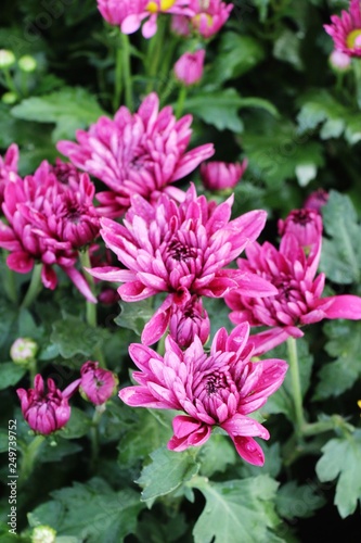 Chrysanthemums flower is beautiful in the garden