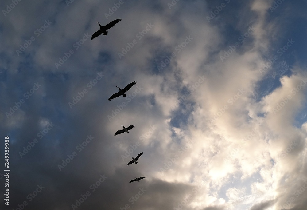 Looking up at pelicans flying in formation with clouds during sunrise