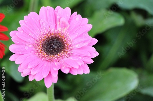 Gerbera flowers with the nature in garden