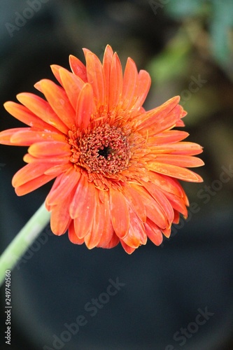 Gerbera flowers with the nature in garden