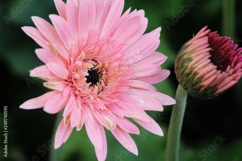 Gerbera flowers with the nature in garden