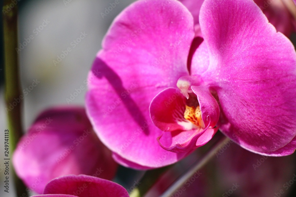 Orchid flower at beautiful in the nature Orchid flower at beautiful in the nature