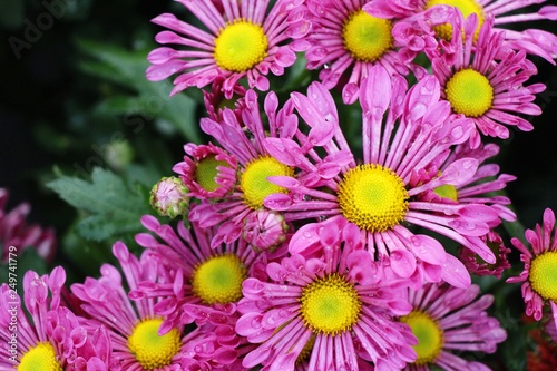 Chrysanthemums flower is beautiful in the garden