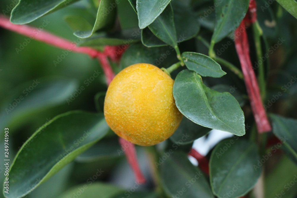 orange fruit on tree with the natrue orange fruit on tree with the natrue