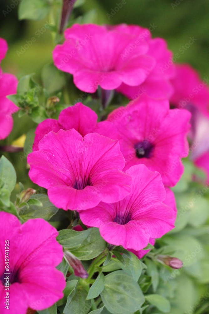 Beautiful bloom colorful flowers in the garden Beautiful bloom colorful flowers in the garden