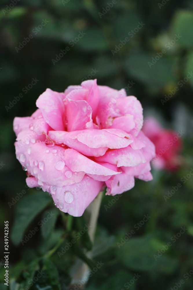 Beautiful roses is blooming in the garden