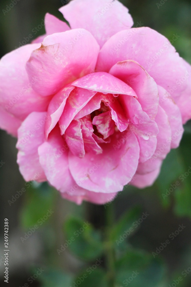 Beautiful roses is blooming in the garden Beautiful roses is blooming in the garden
