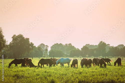The herd of horses is eating grass in the pasture before sunset. © JinnaritT