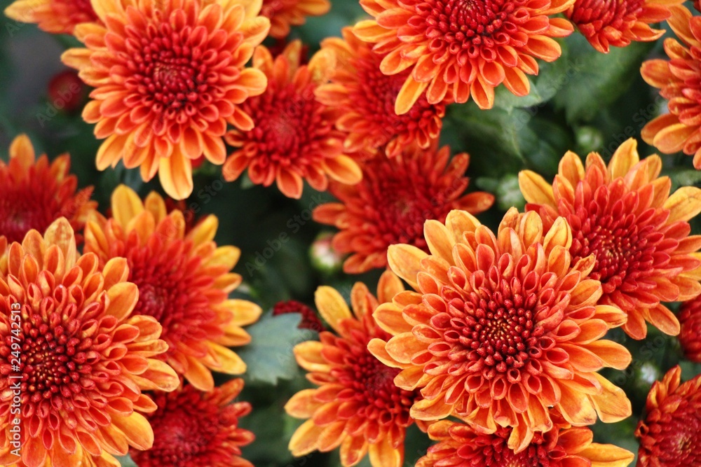 Chrysanthemums flower is beautiful in the garden Chrysanthemums flower is beautiful in the garden