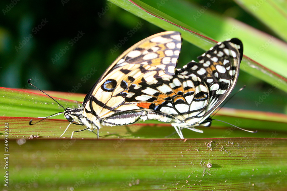 Obraz premium Butterflies