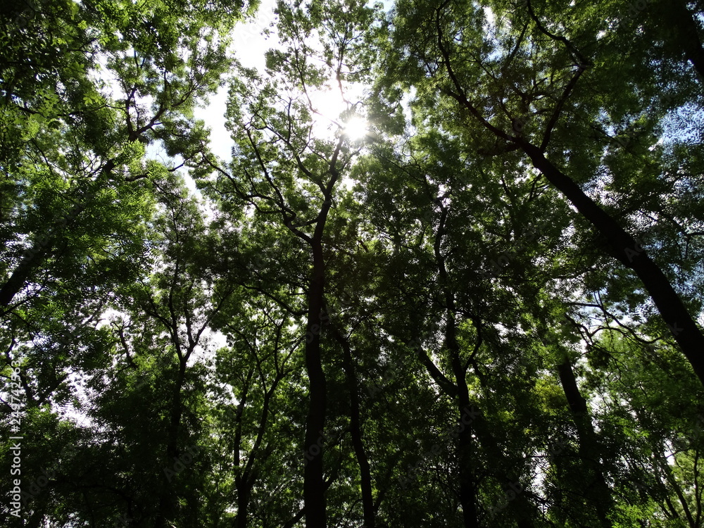 Green Trees in a Forest View from Below Green Trees in a Forest View from Below