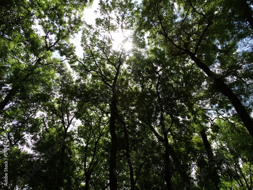 Green Trees in a Forest View from Below