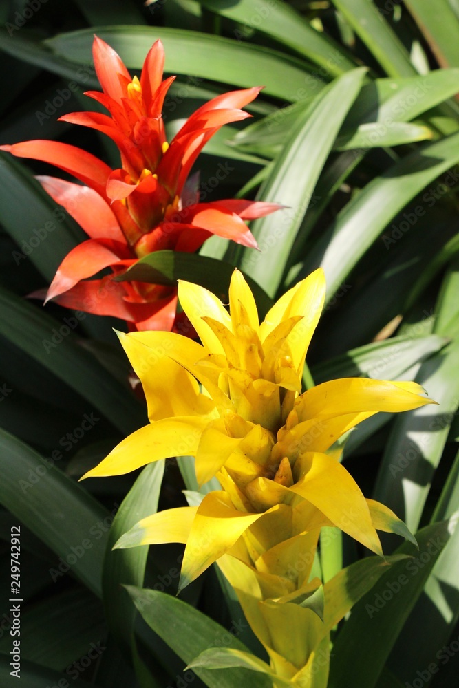 Obraz premium Bromeliad flower in the garden with nature