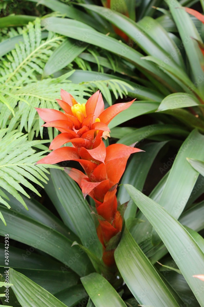 Obraz premium Kwiat bromeliad w ogrodzie z naturą